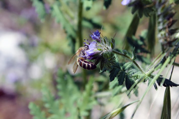 Bee gathering nectar while pollinating wildflowers in spring