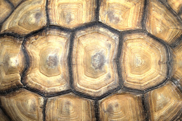 Background Turtle Shell - Powered by Adobe