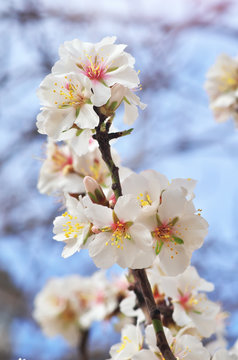 Spring almond