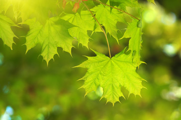 Fototapeta na wymiar Spring leaf of maple