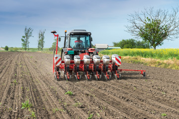 wheat sowing