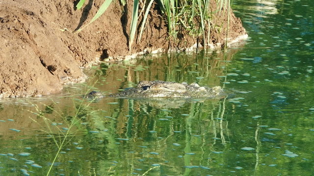 head of a crocodile in the lake