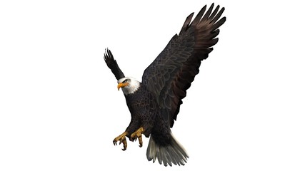 Bald Eagle in fly separated on white background