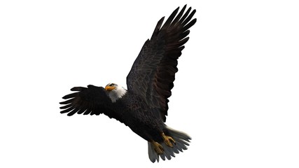 Fototapeta premium Bald Eagle in fly separated on white background