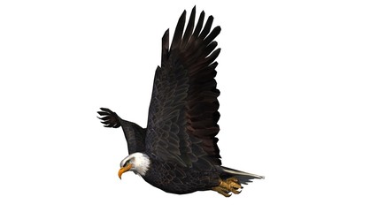 Obraz premium Bald Eagle in fly separated on white background