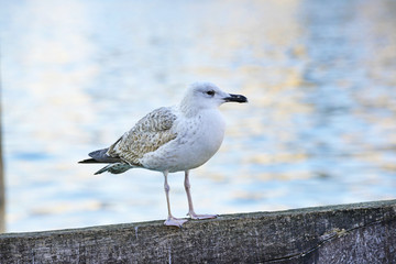 Gabbiano