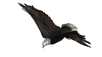 Bald Eagle in fly separated on white background