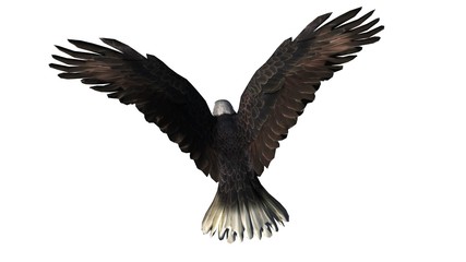 Fototapeta na wymiar Bald Eagle in fly separated on white background