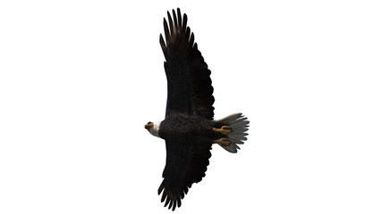Bald Eagle in fly separated on white background