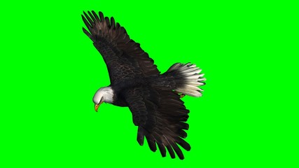 Bald Eagle in fly separated on green screen