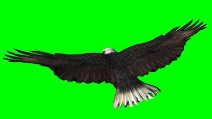 Obraz premium Bielik w locie oddzielone na zielonym ekranie