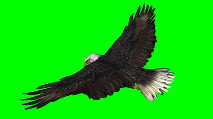 Bald Eagle in fly separated on green screen