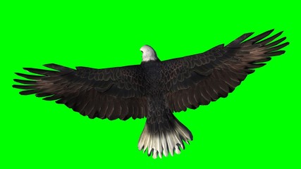 Bald Eagle in fly separated on green screen