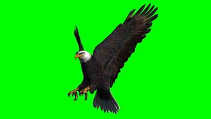 Bald Eagle in fly separated on green screen