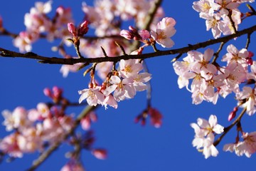 醍醐寺の桜