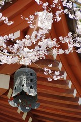 世界遺産　醍醐寺の桜