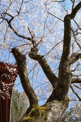世界遺産   醍醐寺の桜