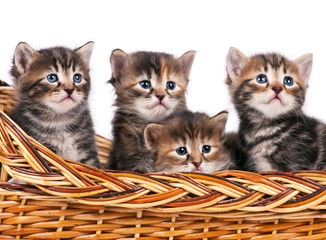 Fototapeta na wymiar Siberian kittens