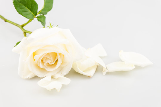 white Rose near petals  isolated on white background