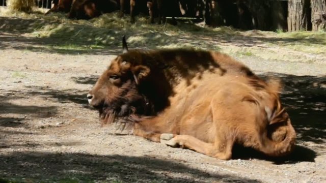Bison lying on the groud after good dinner at Zoo