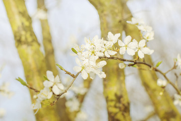 Blossoming tree brunch with white flowers