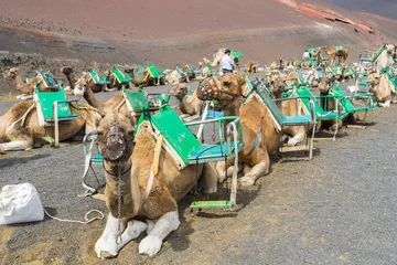 Tuinposter Camels in Timanfaya, waiting for tourists, Canary Islands © Noradoa