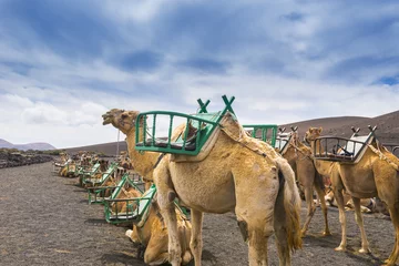 Rolgordijnen Camels in Timanfaya, waiting for tourists, Canary Islands © Noradoa