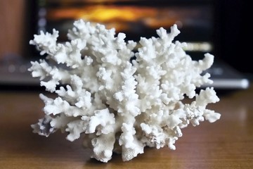 white coral in the interior