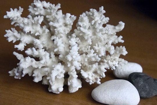 White Coral In The Interior