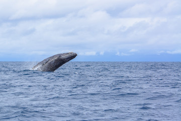 whale breaching out of the water splashing in Okinawa,Japan.
