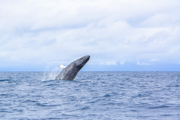 Obraz premium whale breaching out of the water splashing in Okinawa,Japan.