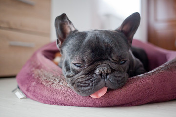french bulldog