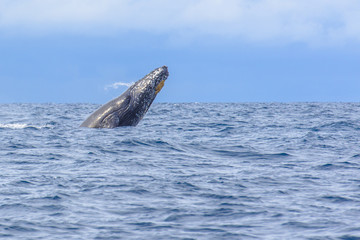 Obraz premium whale breaching out of the water splashing in Okinawa,Japan.
