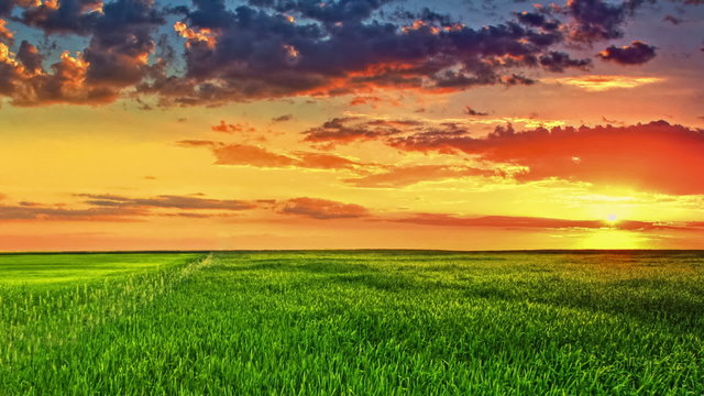 Sunset above the green wheat field, real time. Panoranic motion