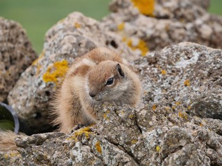 Barbary ground squirrel (atlantoxerus getulus)
