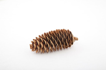 Cedar Cone Isolated on White Background