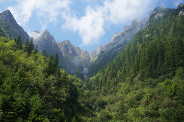 Fototapeta na wymiar Wild forest in the Romania mountains