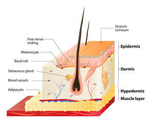 skin layers