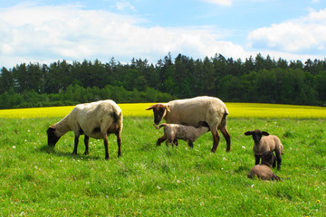 Naklejka na ściany i meble Sheep breast feeding young lambs on pasture.