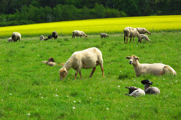 Sheep with young lambs on pasture.