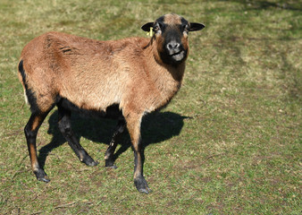 Fototapeta premium Kamerunschaf