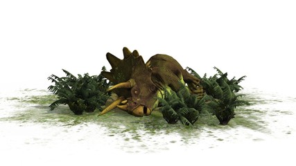 Triceratops Dinosaur - seperated on white background