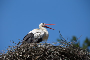 Storch