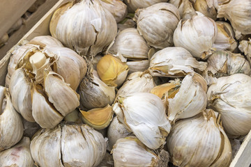 Big garlic heads background 2