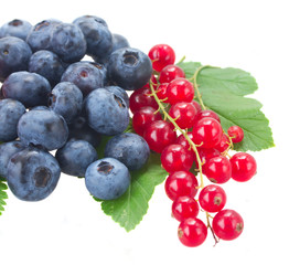 blueberry, red currant and strawberry