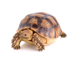 turtle on white background