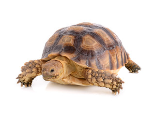 turtle on white background