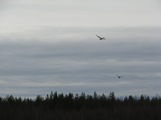 Swan