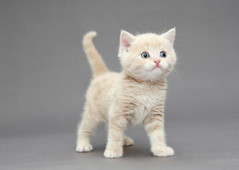 Little British kitten beige color