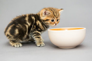 Small, British Kitten and a bowl of food
